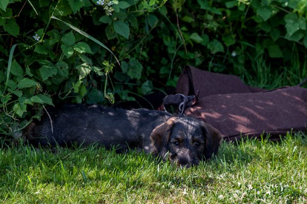 IMG_4385-Bearbeitet