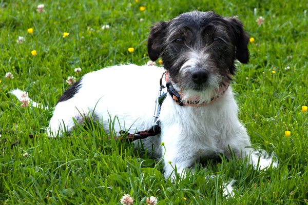 Terrier01