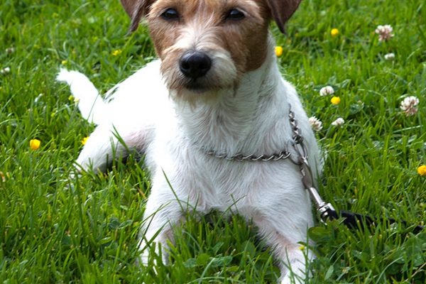 Terrier02
