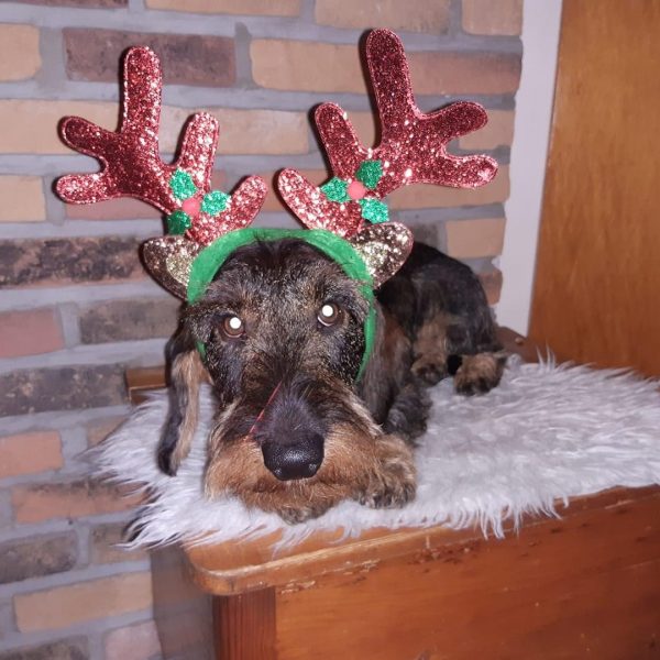 „Hasel von der Roten Traun“ Hilfe, Dackelpolizei !!! Mit mir kann man es ja machen 😖 Frohe Weihnachten 🎄 Zu viele Weiber in dem Haushalt 🥰😁