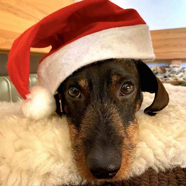 "Dante von der Roten Traun" träumt schon von seinem Weihnachtsknochen und wünscht einen schönen Advent! 🎄