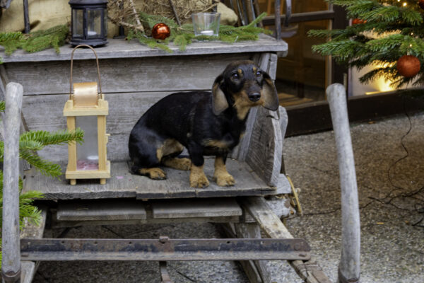 Dackel-Weihnachtsfeier 2025