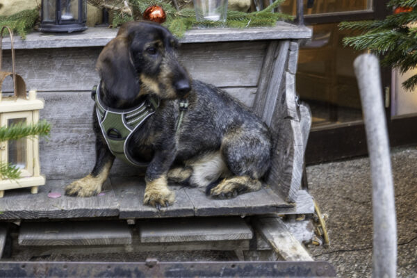 Dackel-Weihnachtsfeier 2025