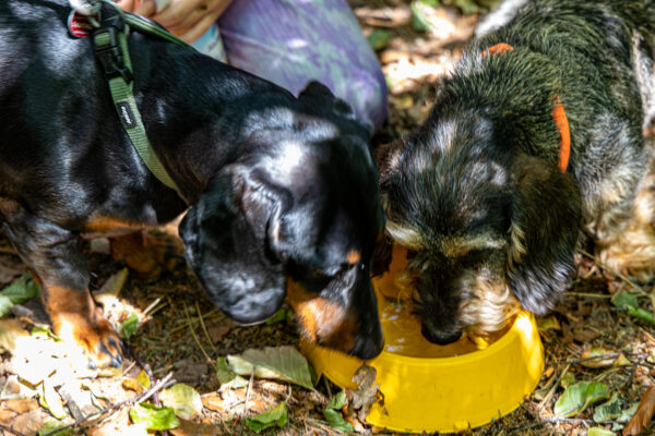 Dackelwanderung Fischgrillen