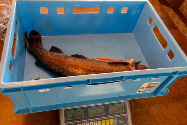 Dackelwanderung Fischgrillen